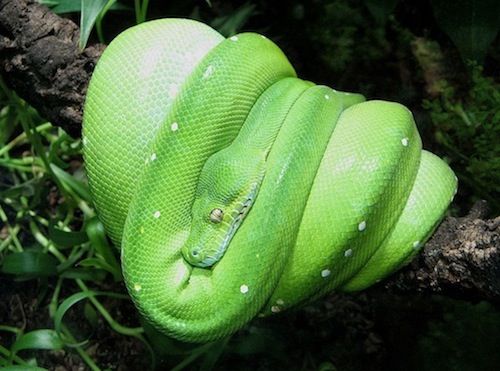 Green Tree Python For Sale, Green Tree Python For Sale Cheap, Green Tree Python For Sale Near Me, Green Tree Python For Sale Europe, Green Tree Python For Sale Canada, Green Tree Python For Sale Uk, Green Tree Python For Sale Usa